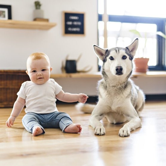 Bridgeport Carpets services the Alpharetta, GA area and is ready to help with your next pet-friendly flooring project.
