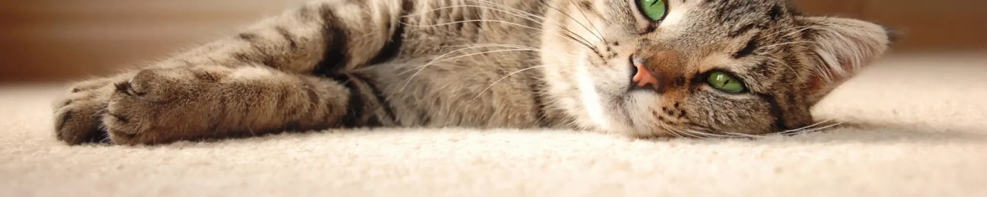 Carpet installation in Alpharetta GA