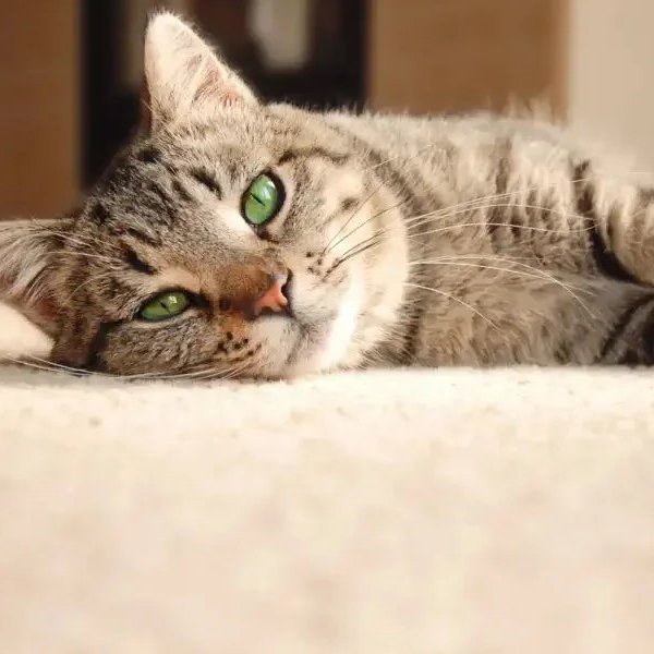 Carpet flooring installation in Alpharetta, GA